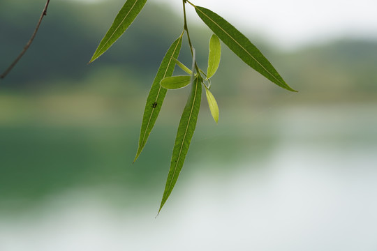 柳叶