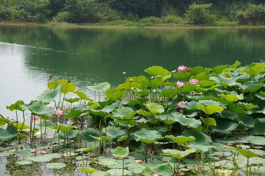 夏日荷塘