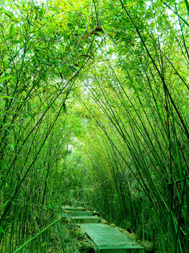 竹林小路