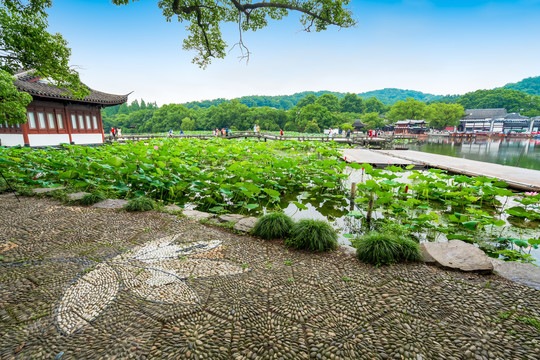 杭州西湖夏天曲院风荷