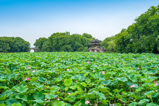 杭州西湖夏天曲院风荷