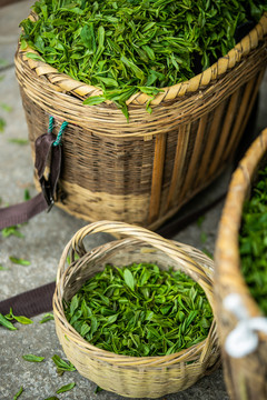 装在箩筐里的茶叶