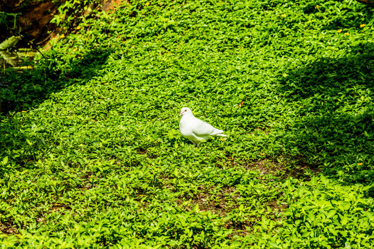 一只站在草丛中的白鸽