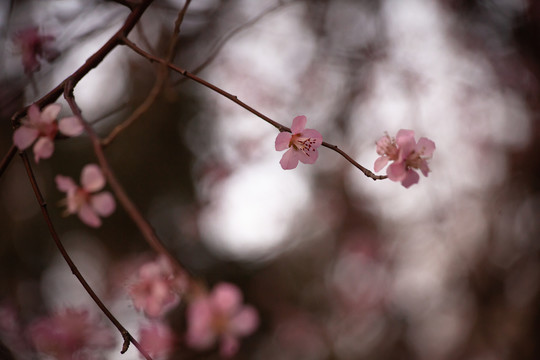 梅花