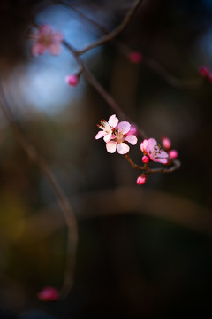 梅花