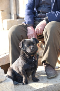 中华田园犬