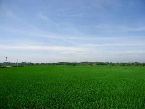 水稻田野