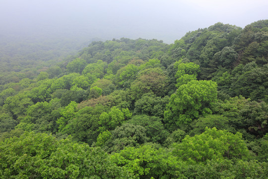 远山森林