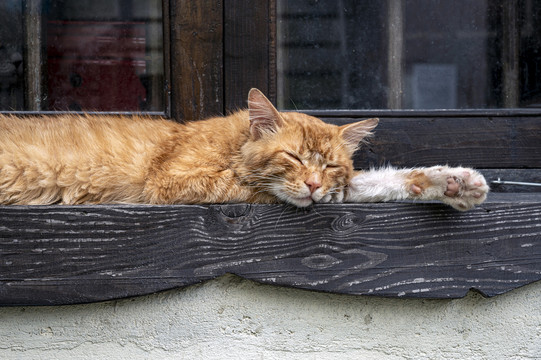 窗台睡觉的小懒猫