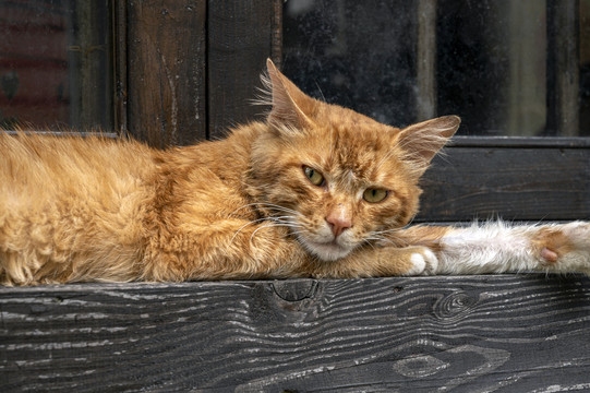 愤怒的小黄猫