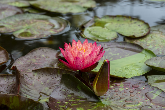 池塘里的一朵红色莲花