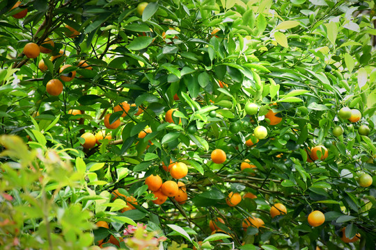 树上的柑橘