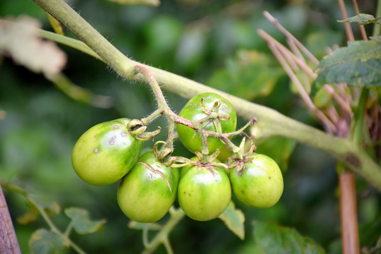 番茄种植