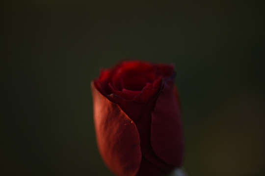 暗黑玫瑰