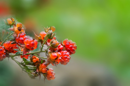 夏日山野里鲜嫩的红茅莓果