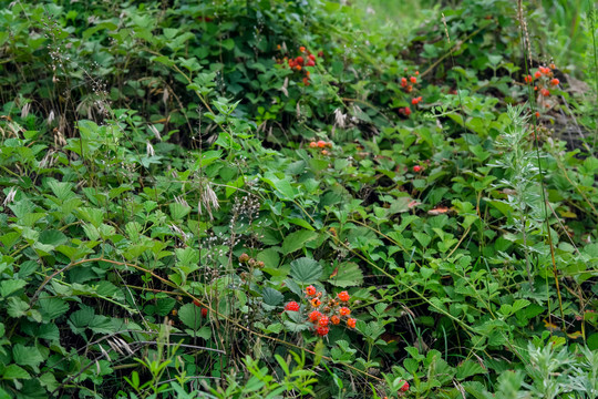 夏日山野里鲜嫩的红茅莓果