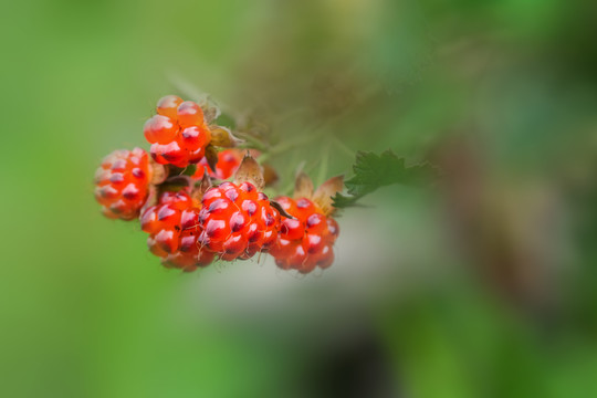 夏日山野里鲜嫩的红茅莓果