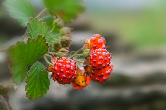 夏日山野里鲜嫩的红茅莓果