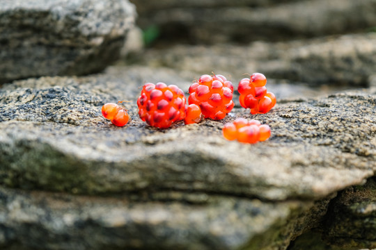 夏日山野里鲜嫩的红茅莓果