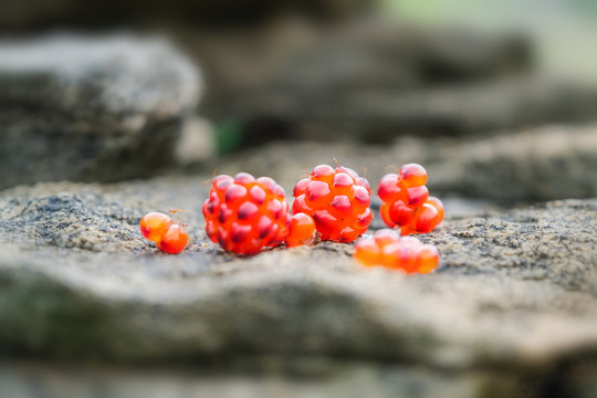 夏日山野里鲜嫩的红茅莓果