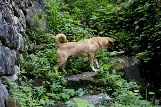 田园犬