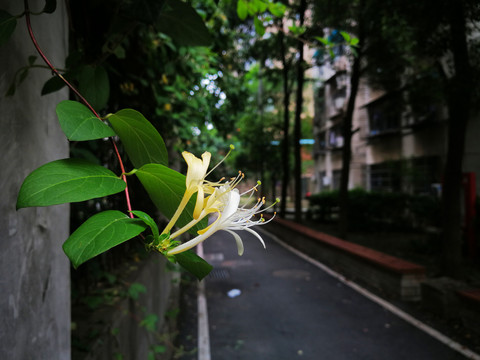 金银花