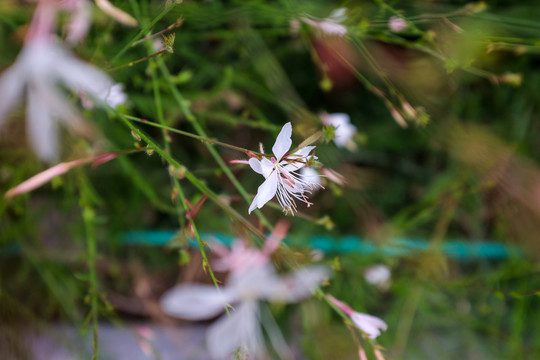 山桃草