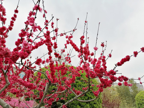 碧桃花