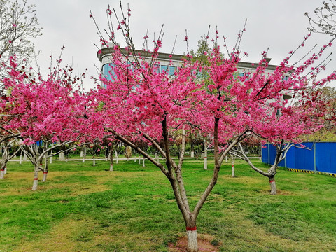 菊花桃