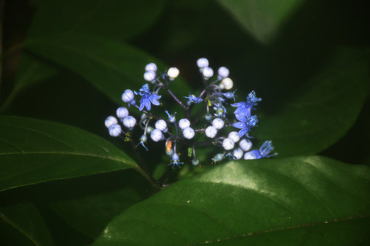 常山花