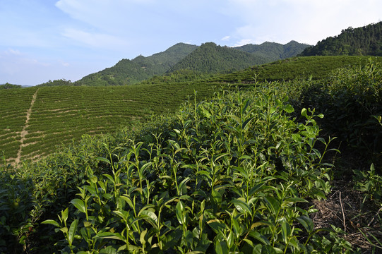 茶叶加工