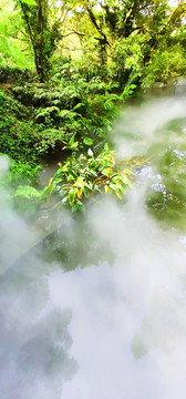 热带雨林美景