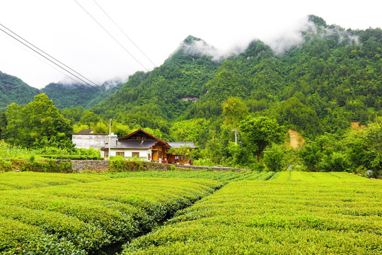 乡村茶园风景