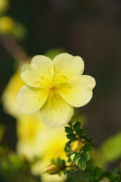 黄刺玫花朵
