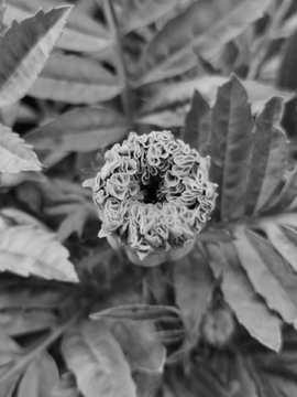 灰色花卉