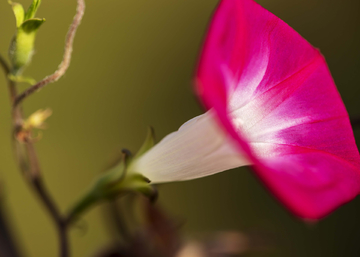 牵牛花