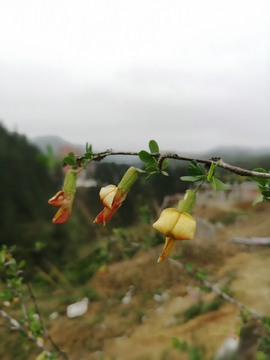 红花锦鸡儿