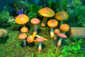 蘑菇模型