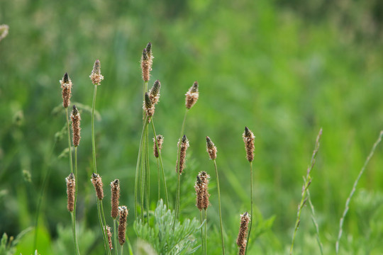 野草