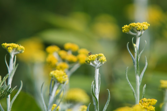 黄花