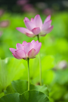 荷花池