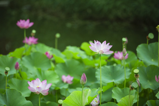 荷花池