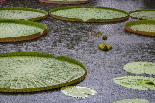 下雨时的霸王莲