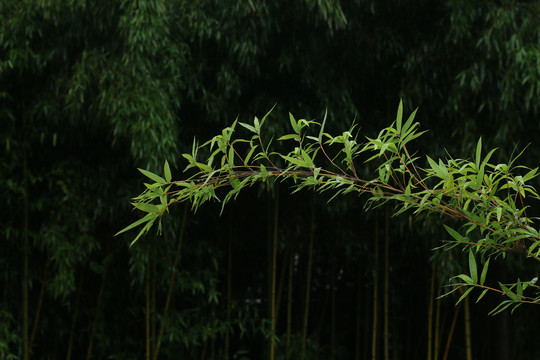 带雨珠的竹枝