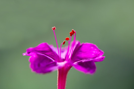 紫茉莉