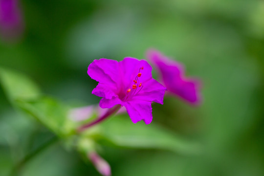 紫茉莉
