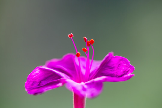 紫茉莉