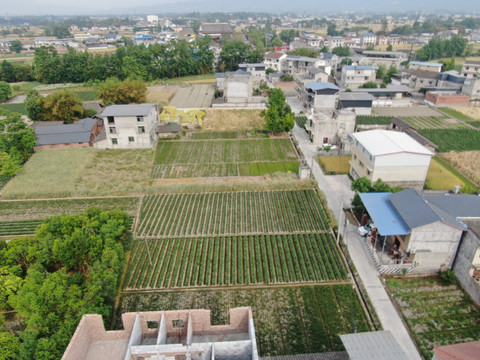 航拍油菜花田