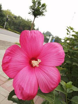 大花秋葵草芙蓉木槿