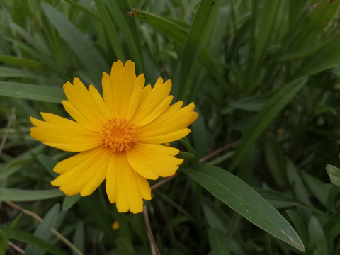 金鸡菊小波斯菊金钱菊